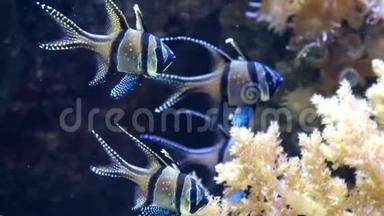 邦盖岛主要鱼类灿烂的条纹眼蓝色珊瑚礁濒危热带鱼类
